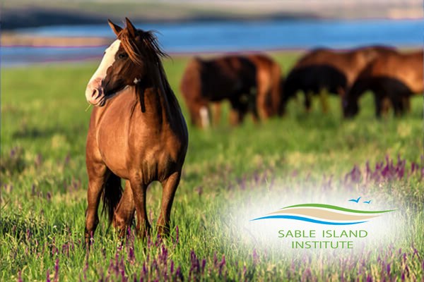 Cavalos selvagens da Ilha Sable pastando em campo florido, com o mar ao fundo